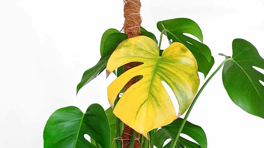 8. razlogov za rumenenje listov na sobnih rastlinah - Džungla Plants
