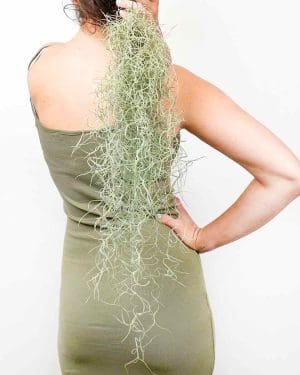 Tillandsia usneoides (L)