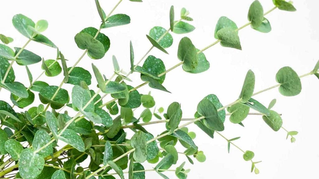 Nega evkaliptusa - Džungla Plants