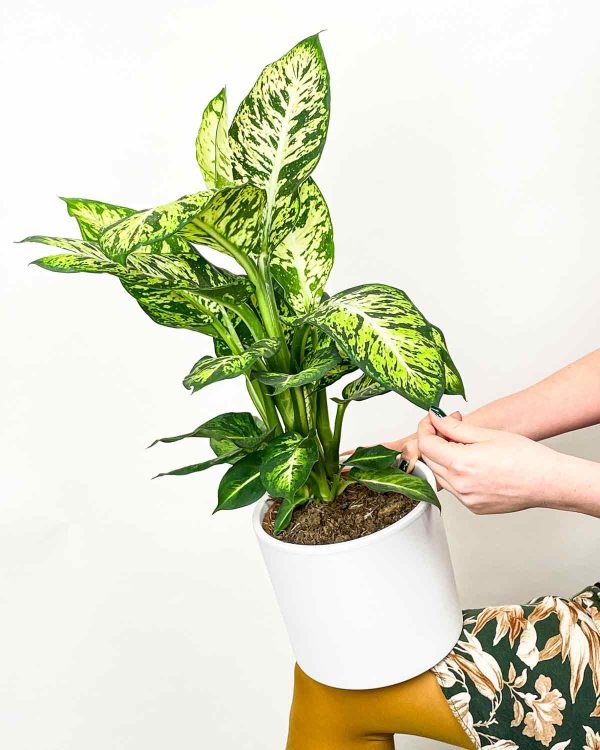 Dieffenbachia 'Sublime' (L)