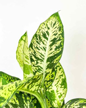 Dieffenbachia 'Sublime' (L) 1