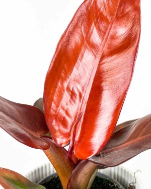 Philodendron 'Starfire' (M) 1