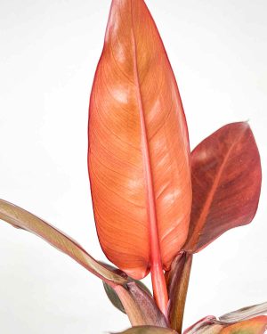 Philodendron 'Starfire' (M) 2