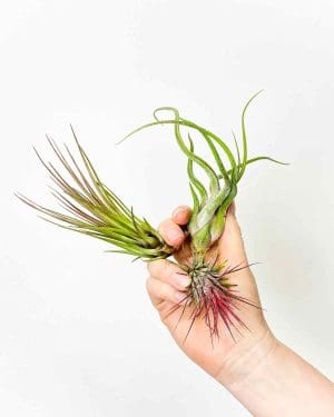 Tillandsia MIX (3 rastline) - Džungla Plants