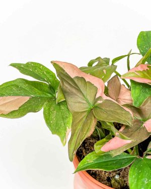 Syngonium podophyllum 'Red Spot' (M) 1 - Džungla Plants