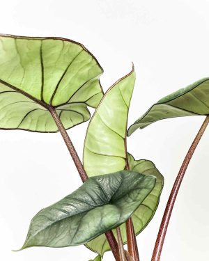 Alocasia 'Platinum' (M) 1 - Džungla Plants