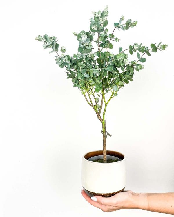 Evkaliptus 'Azura' (Eucalyptus gunnii) (M) - Džungla Plants