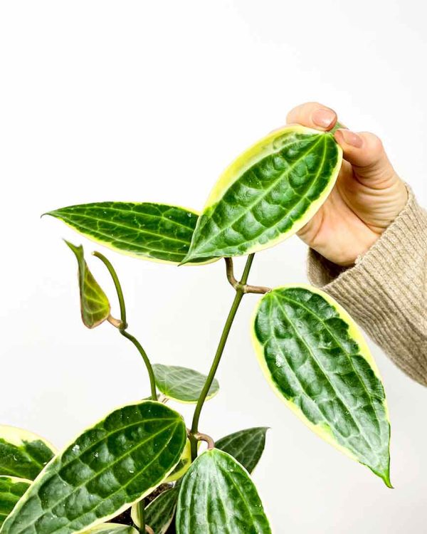 Hoya macrophylla 1