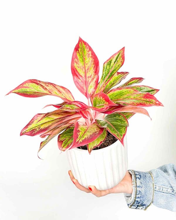 Aglaonema 'Crete' (M) - Džungla Plants
