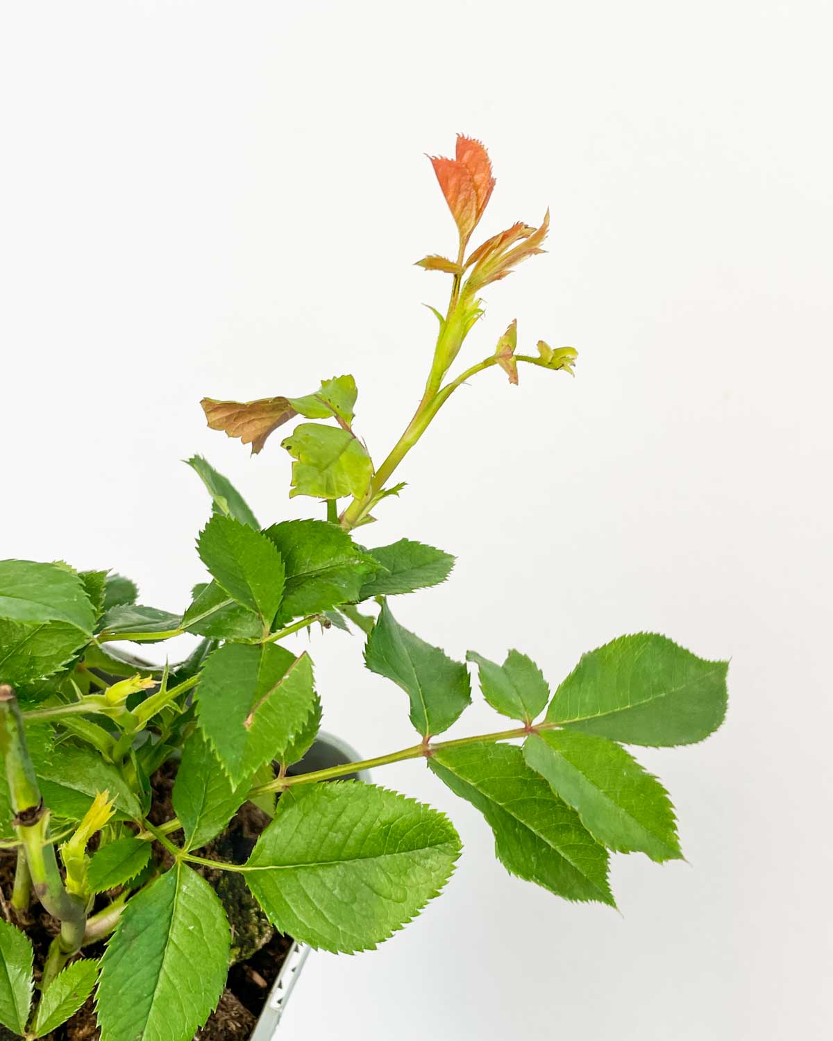 vrtnica-eufemia-rosa-m-d-ungla-plants