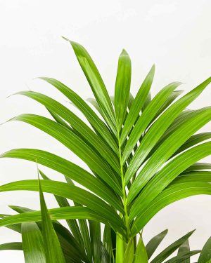 Howea forsteriana (XL) 1 - Džungla Plants
