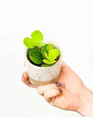 Peperomia ‘Hope’ (S)