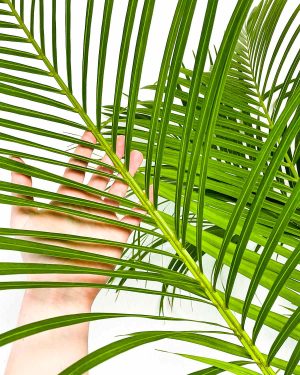 Dypsis lutescens - Areka palma (XXL) 2