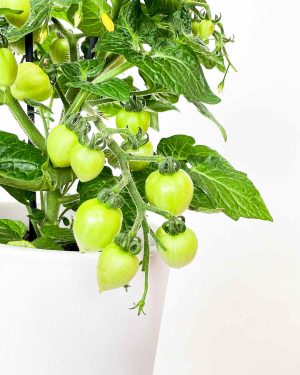 Paradižnik Solanum lycopersicum 2 - Džungla Plants