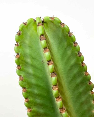 Euphorbia ingens (L) 1