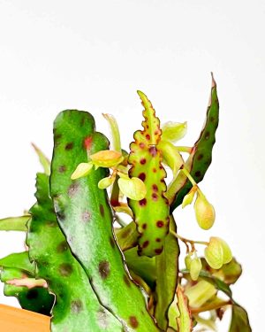Begonia amphioxus (S) 1