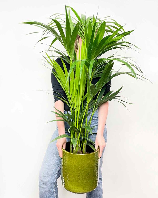 Howea forsteriana (XL) - Džungla Plants
