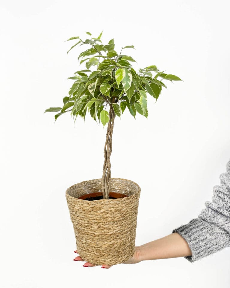 Ficus benjamina 'Golden King' (L) - Džungla Plants