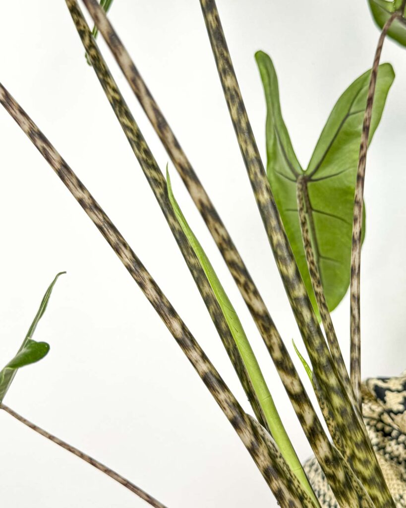 Alocasia zebrina 'Tigrina Superba' (L) - Džungla Plants