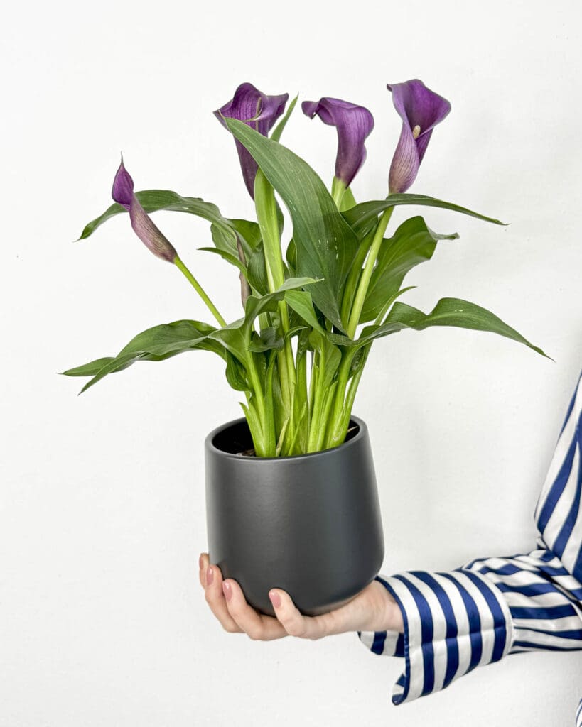 vijoli-na-calla-lilija-paco-zantedeschia-m-d-ungla-plants