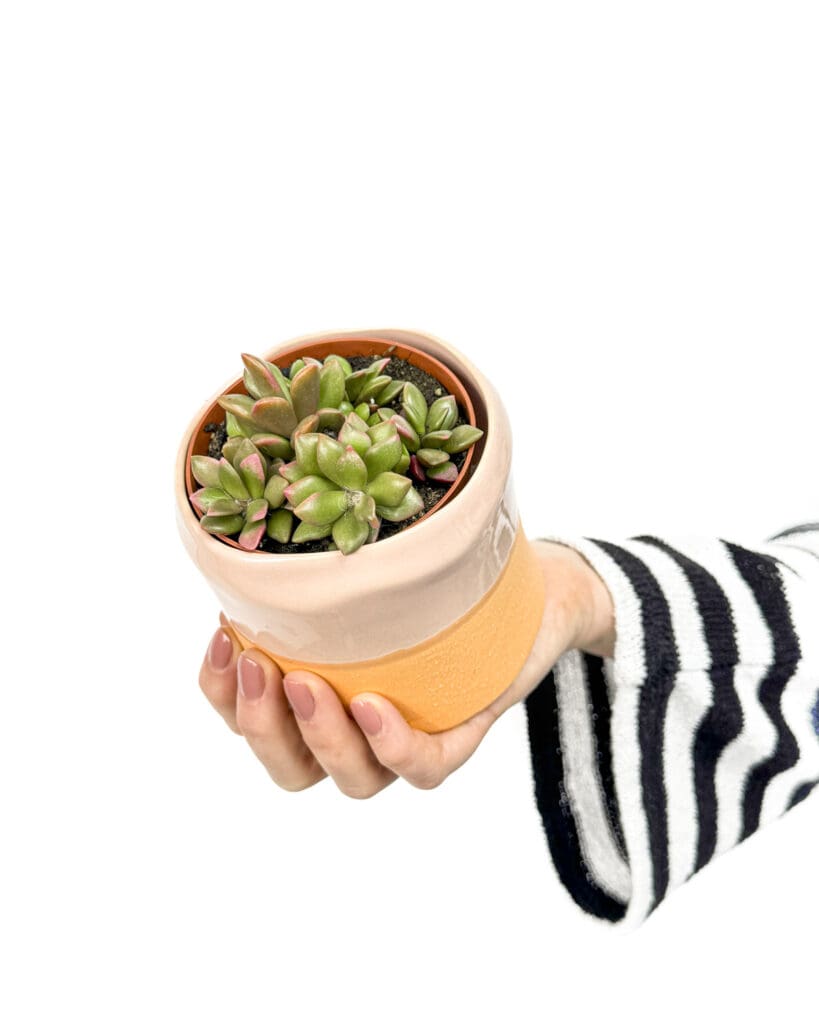 Sunrise succulent (Anacampseros rufescens 'Variegata') (S) - Džungla Plants