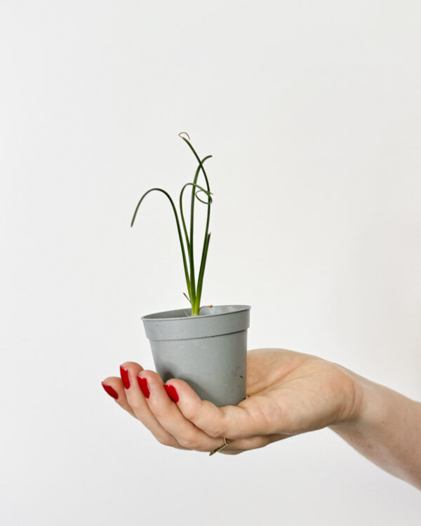 Albuca spiralis (XS) 'REŠI ME'