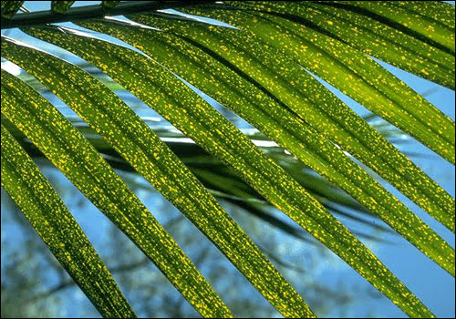 Ob pomanjkanju kalija lahko na listih palme opazimo rumene pike. Vir University of Florida