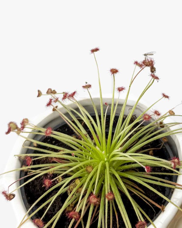 Mesojedka rosika (Drosera Paradoxa) (S)