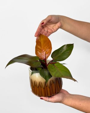 Filodendron 'Prince of Orange' (Philodendron) (M)