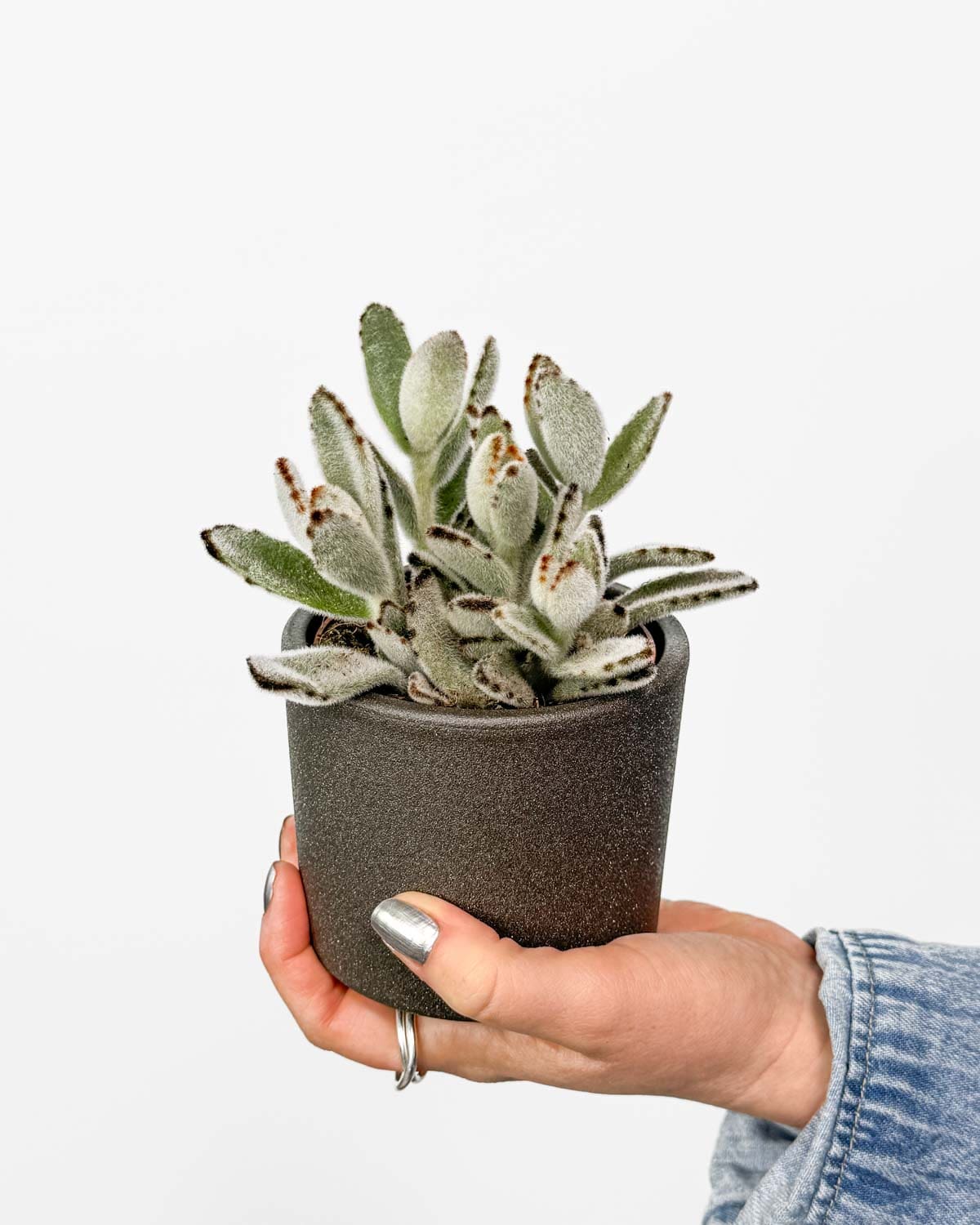 Kalanhoja Panda Plant Kalanchoe Tomentosa S D ungla Plants kalanhoja-panda-plant-kalanchoe-tomentosa-s-d-ungla-plants