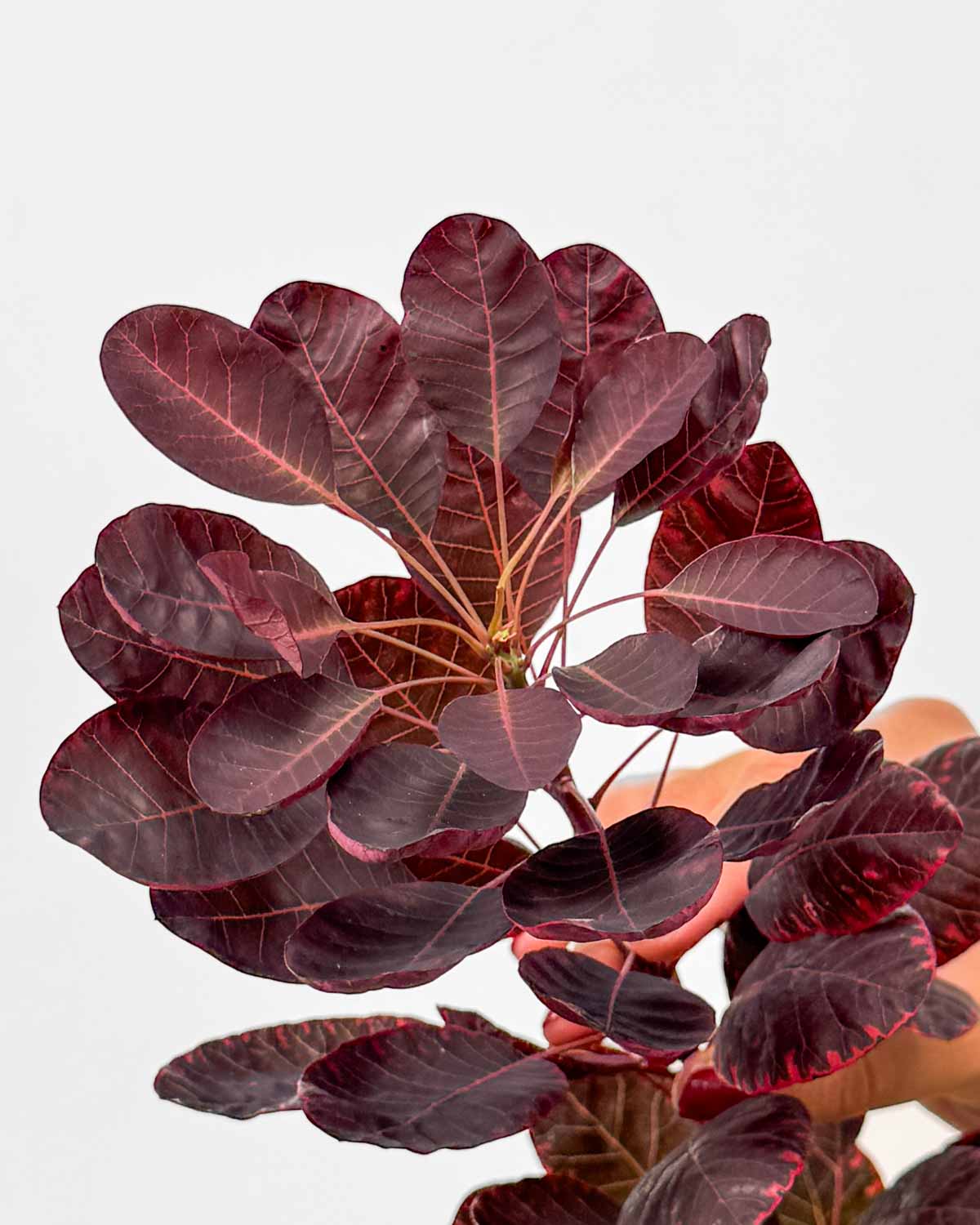 Navadni ruj 'Royal Purple' (Cotinus coggygria) (L) - Džungla Plants