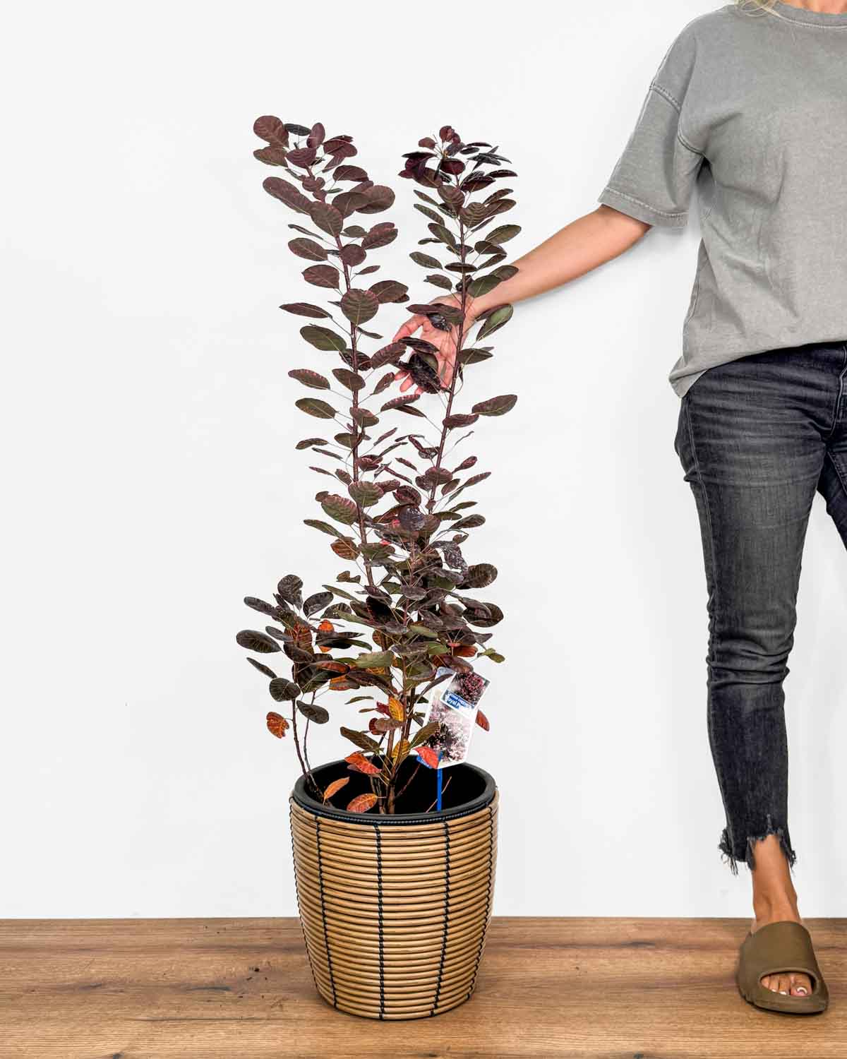 Navadni ruj 'Royal Purple' (Cotinus coggygria) (XL) - Džungla Plants