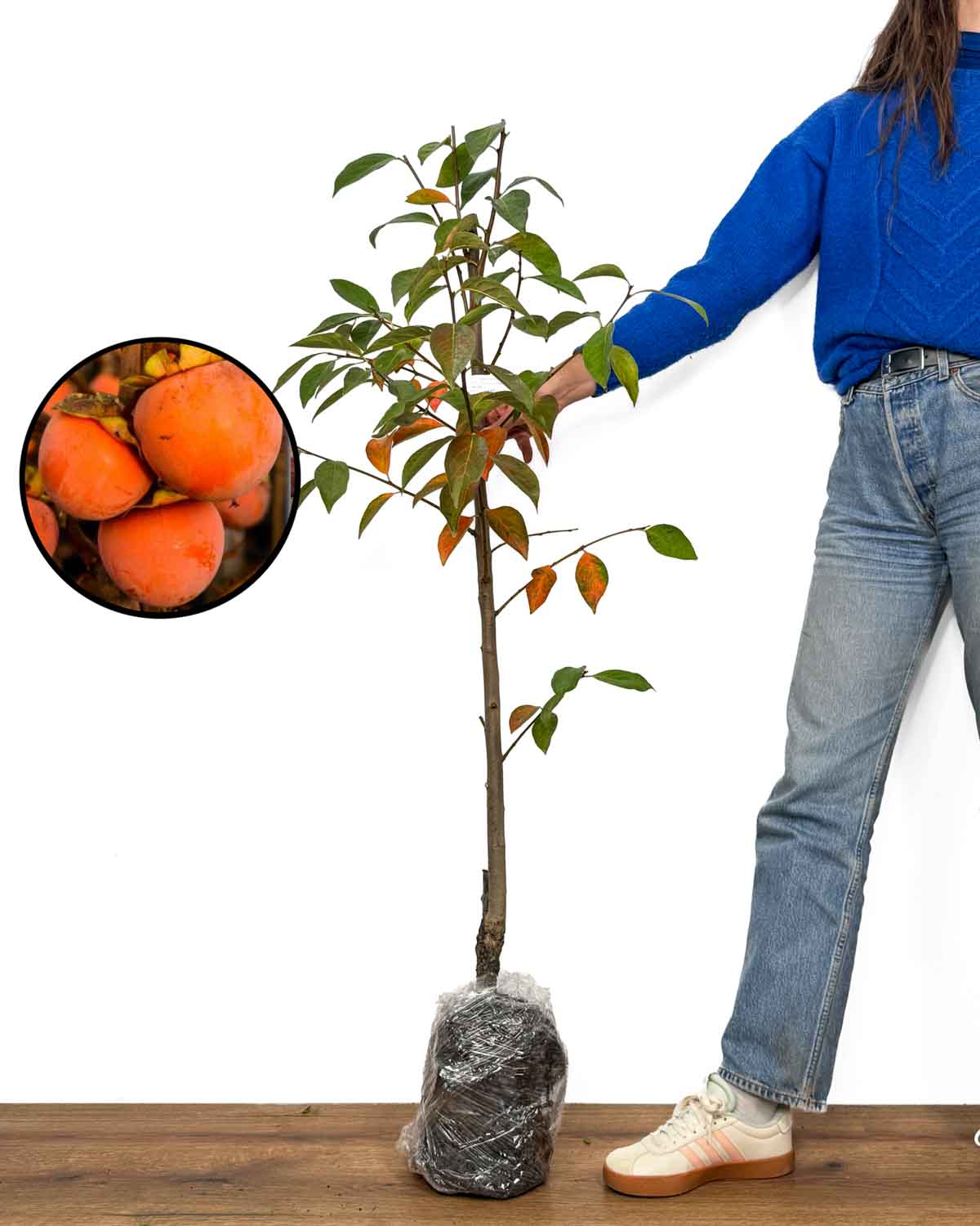 Sadika Kaki 'Tipo' (Diospyros kaki)