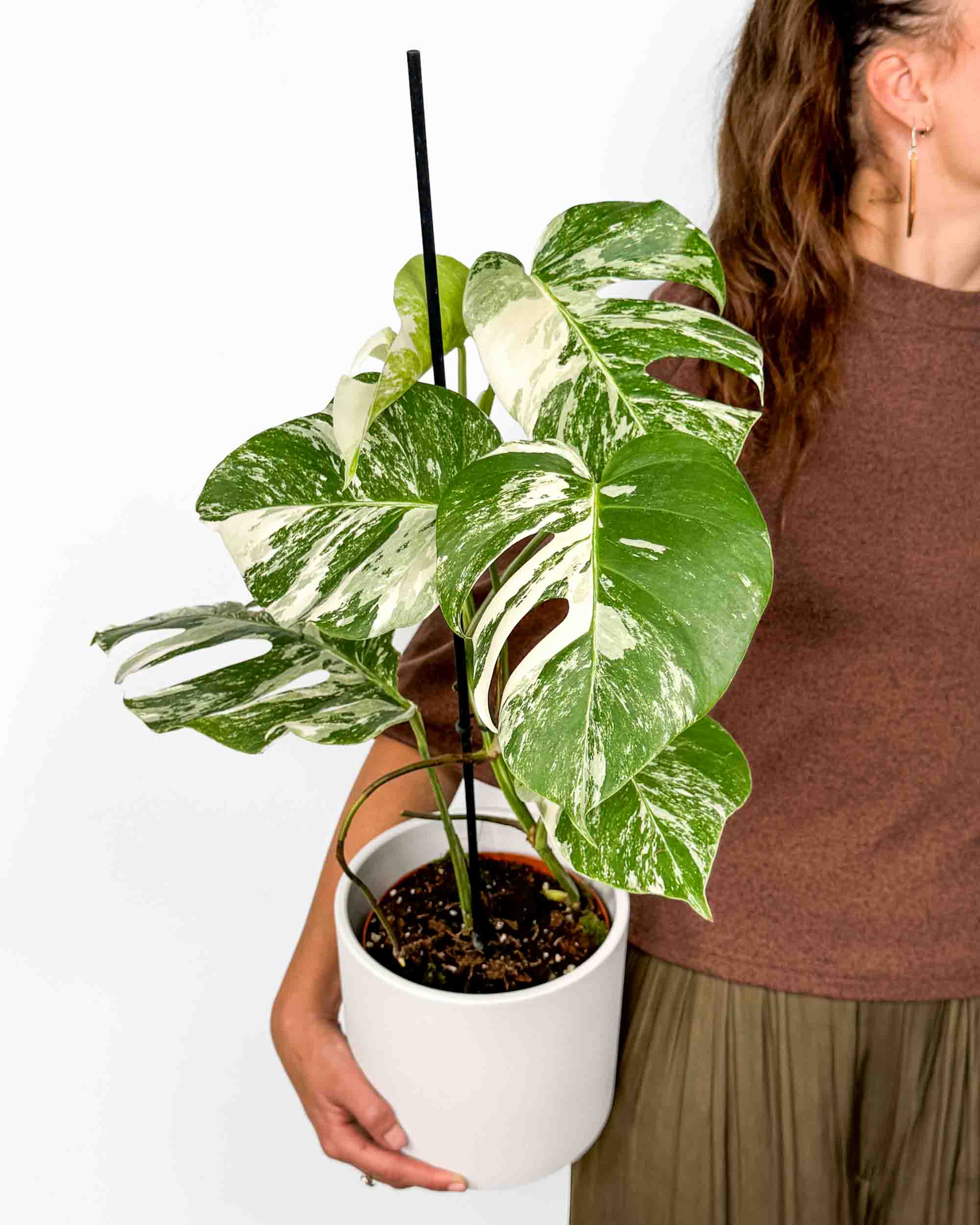 philodendron ring of fire standort PHILODENDRON RING OF FIRE online kaufen bei potflourri main image 1